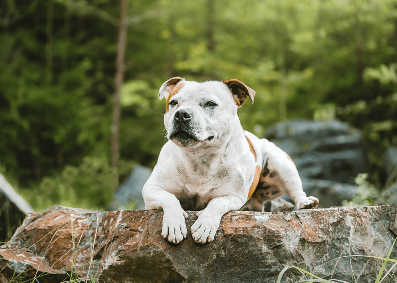 A Staffordshire bull terrier sitting on a rock in a forest.