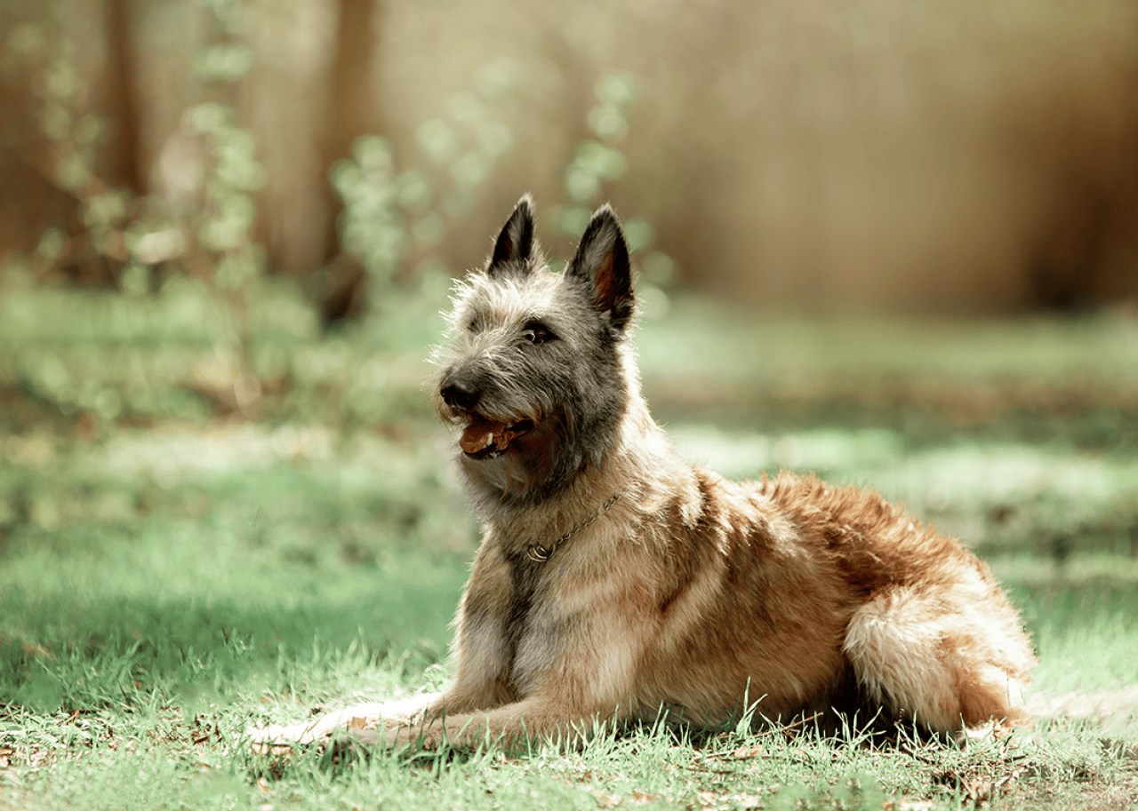 Belgian Shepherd Lakenua sitting in woods.