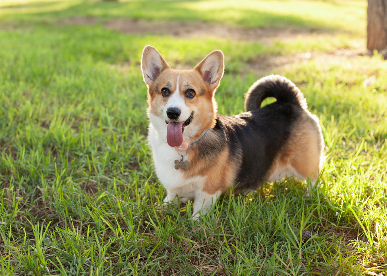 A Welsh corgi cardigan on a green grassy lawn.