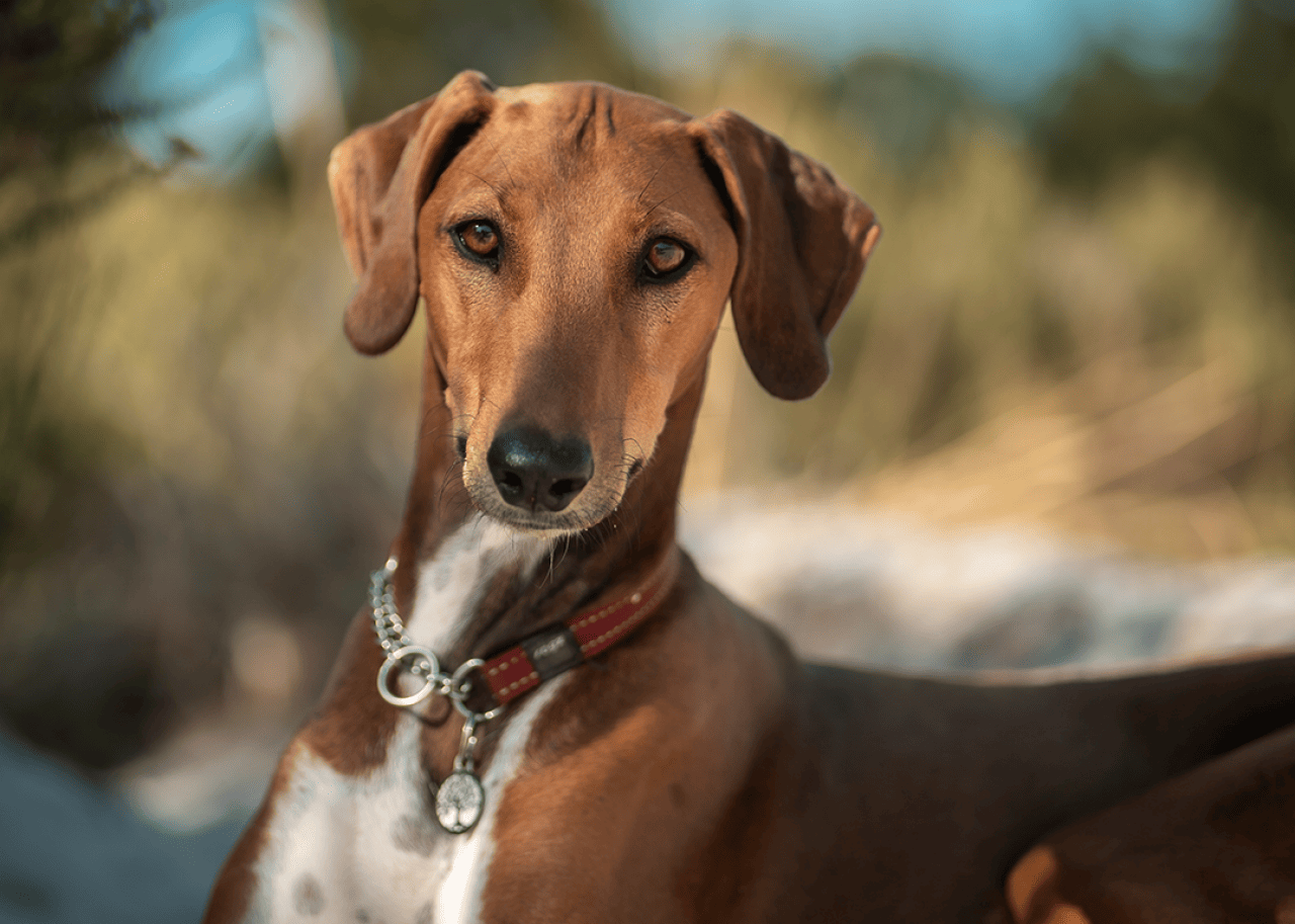 Portrait of Azawakh with a red collar looking at the camera.