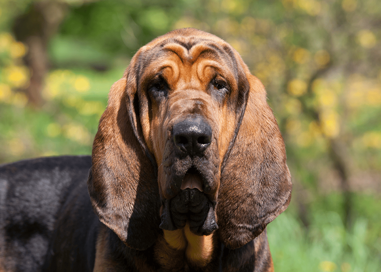Head and shoulder portrait of a bloodhound outside.