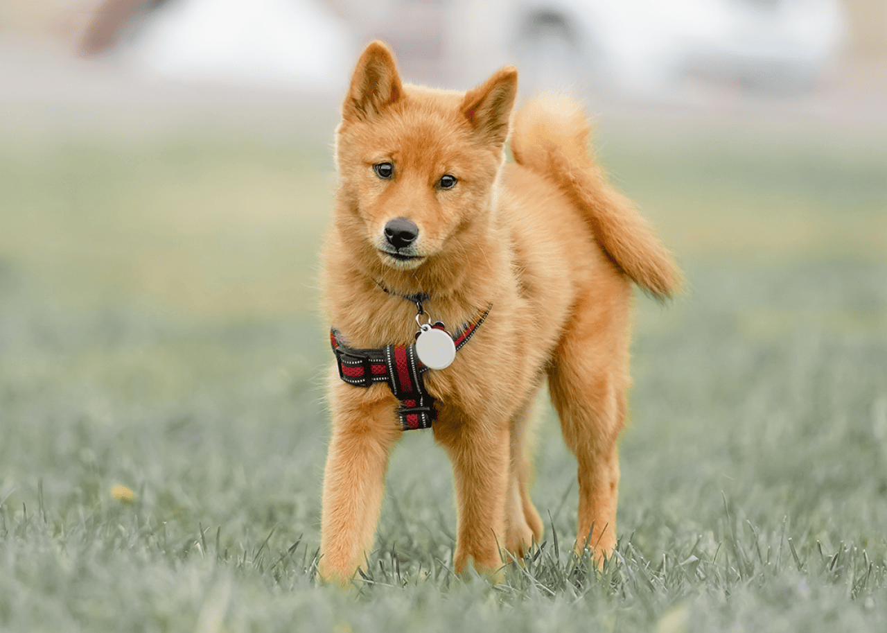 Finnish Spitz walking in a field on a sunny day.