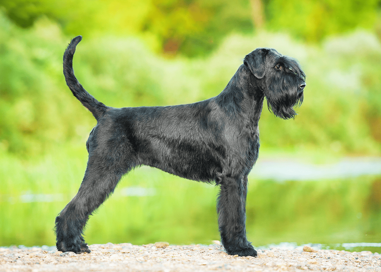 Black giant schnauzer poses for a portrait.