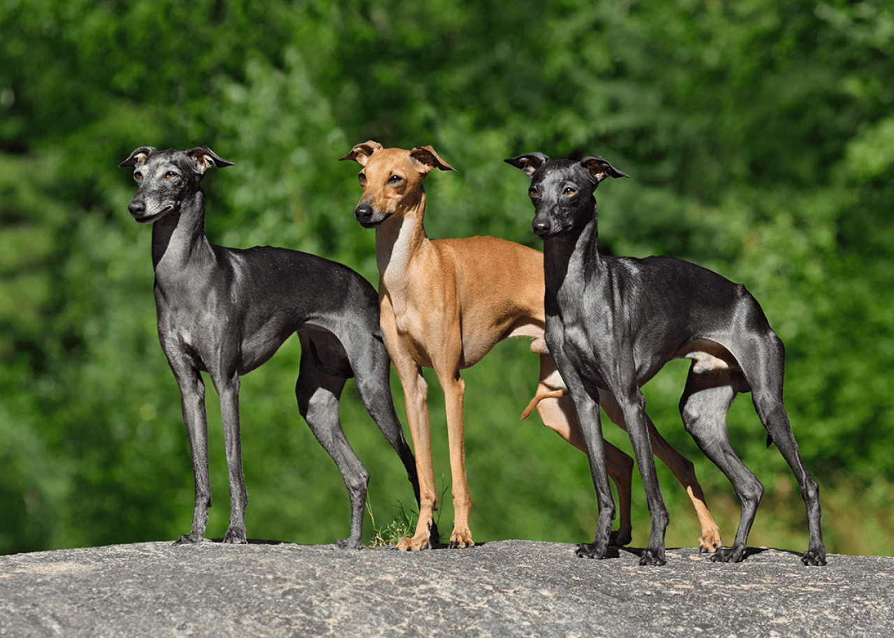 Three Italian greyhounds standing on a stone outside with trees in background.