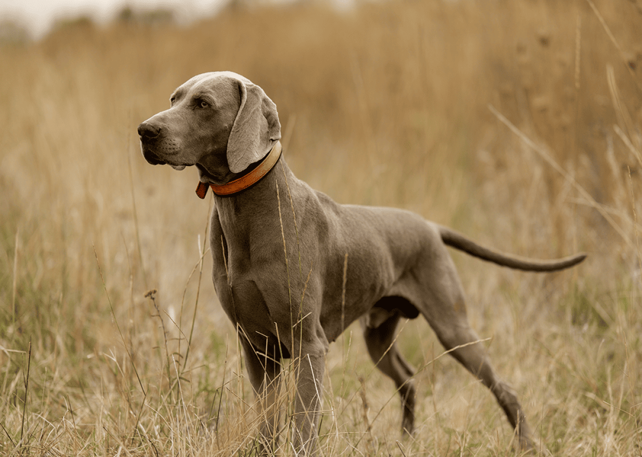 Weimaraner hunting in field.