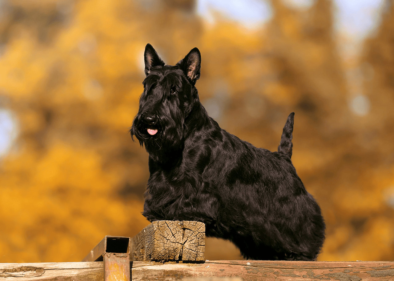 Scottish terrier poses outside.