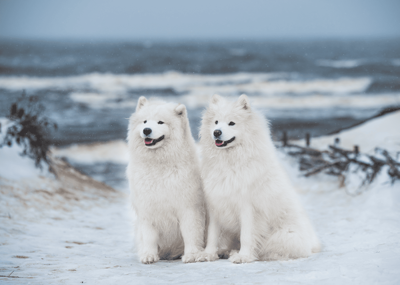 Two white fluffy Samoyed standing on snow.