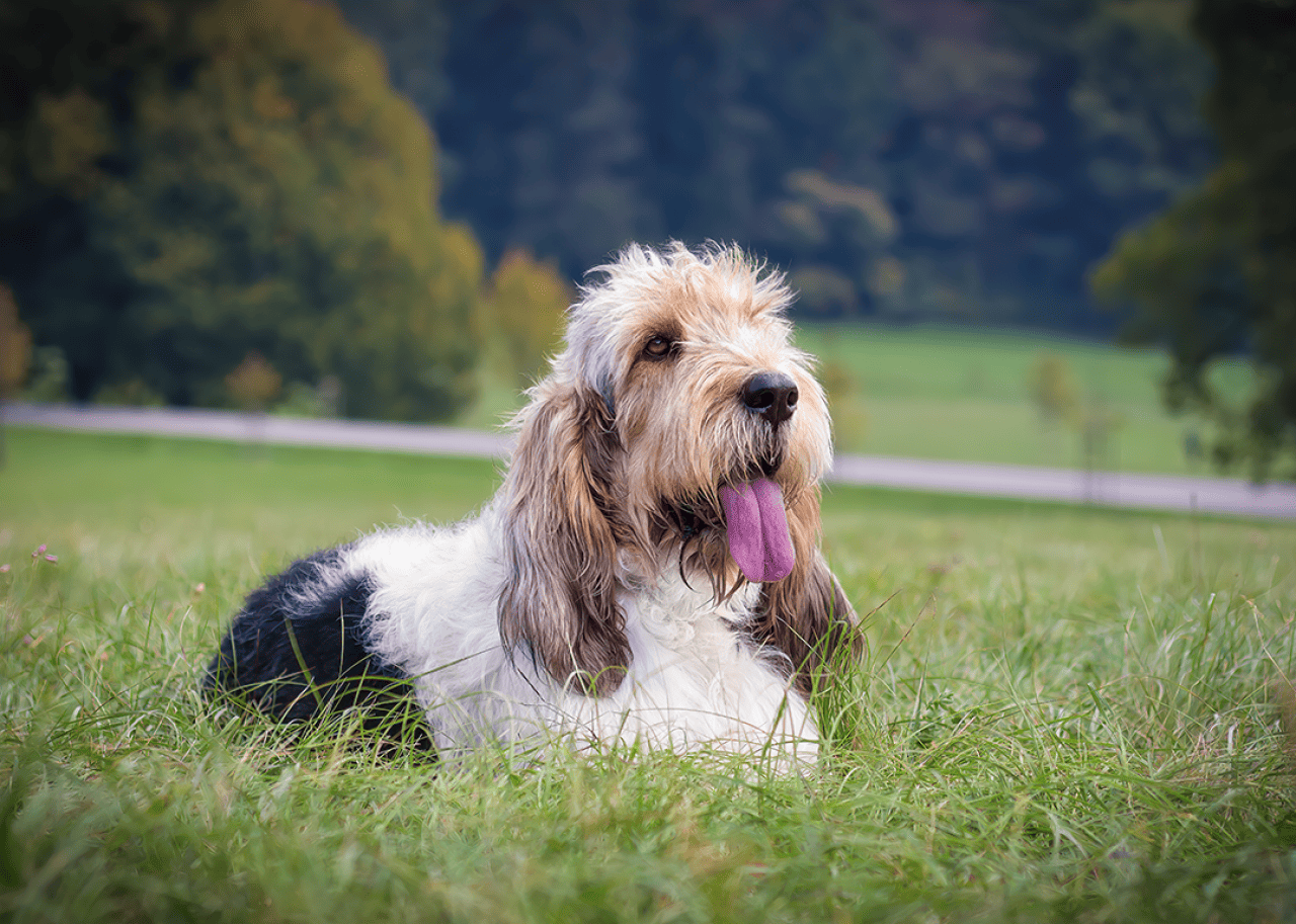 Grand basset griffon vendeen with tongue out.