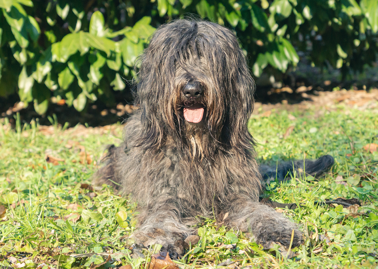 Bergamasco Shepherd with black coat is seen on an autumn day.