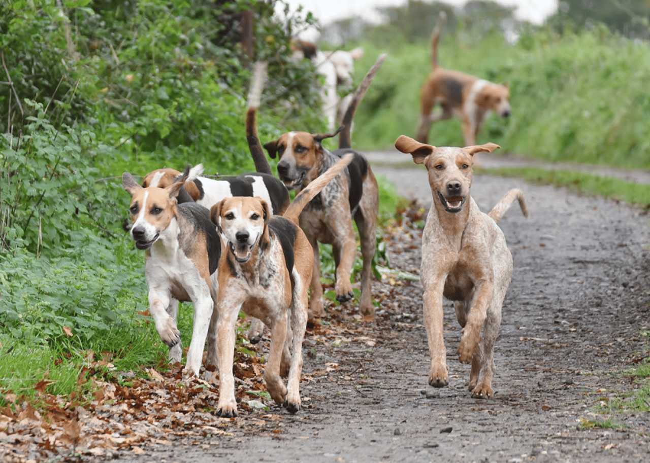 English Foxhounds on a road, coming towards the camera.