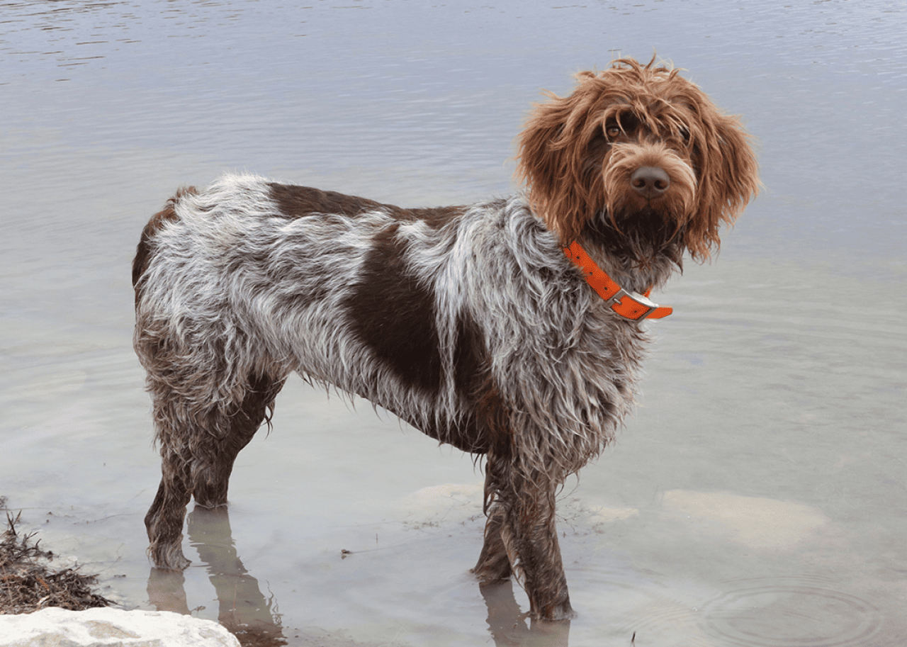 A wire-haired pointing griffon standing in the water.