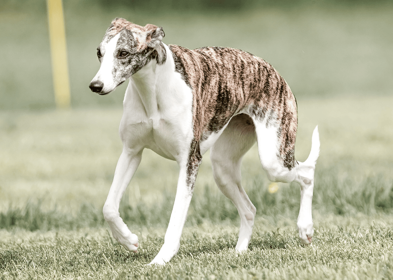 Whippet walking in a field on a bright sunny day.