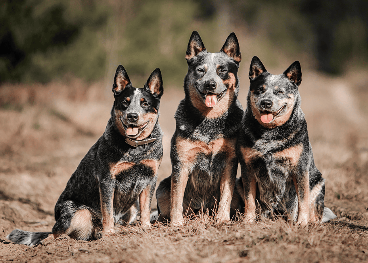 Three Australian cattle dogs sitting outside.