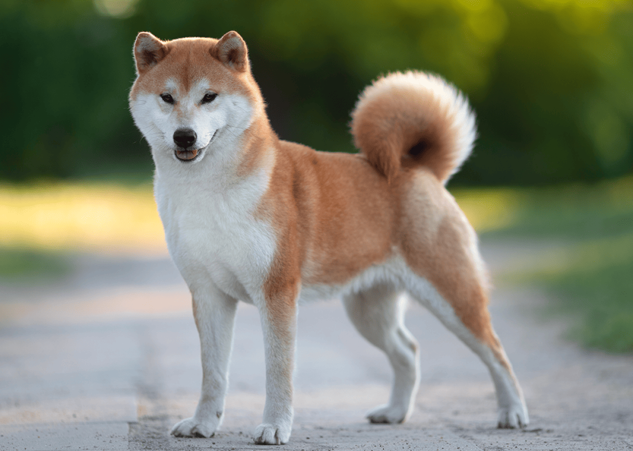 Shiba Inu standing outside.