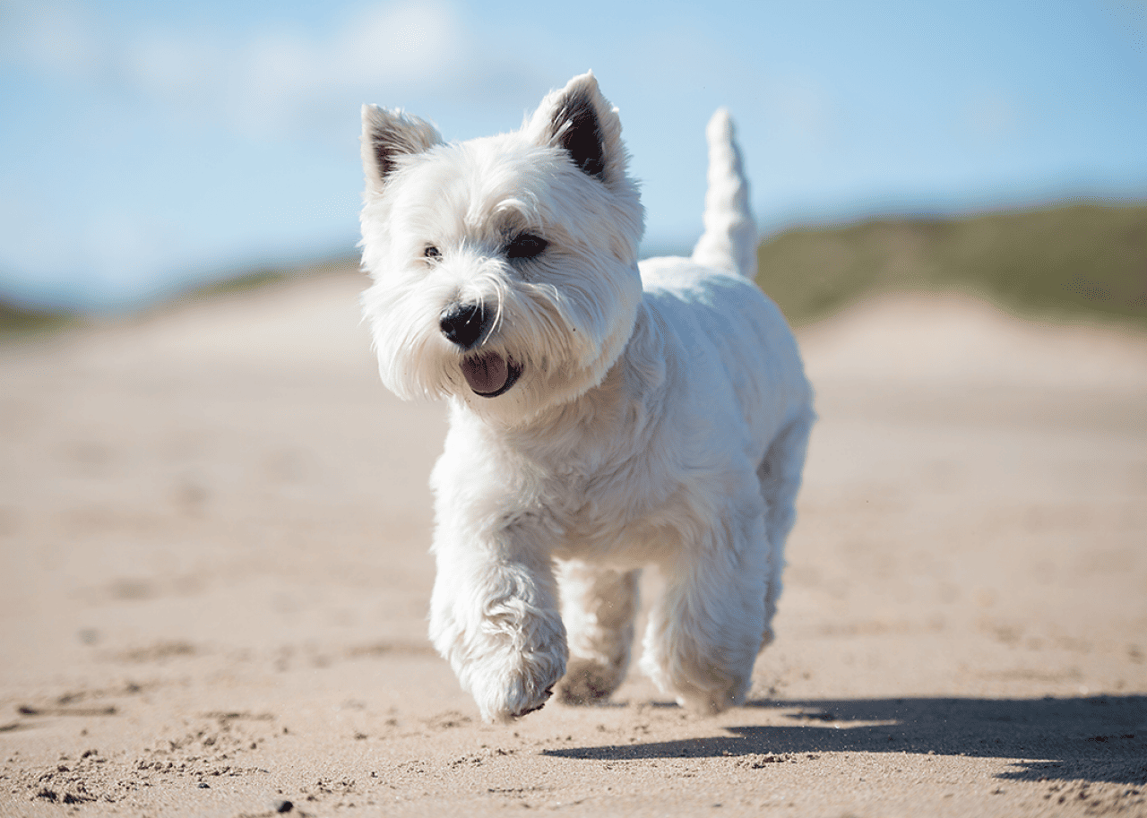 West Highland white terrier running on beach.