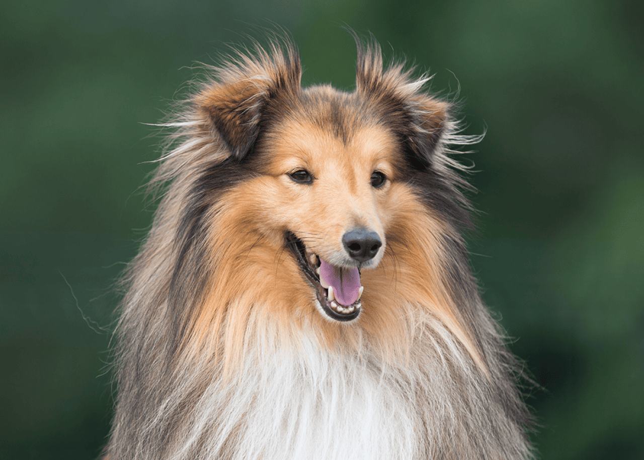 Portrait seated collie.