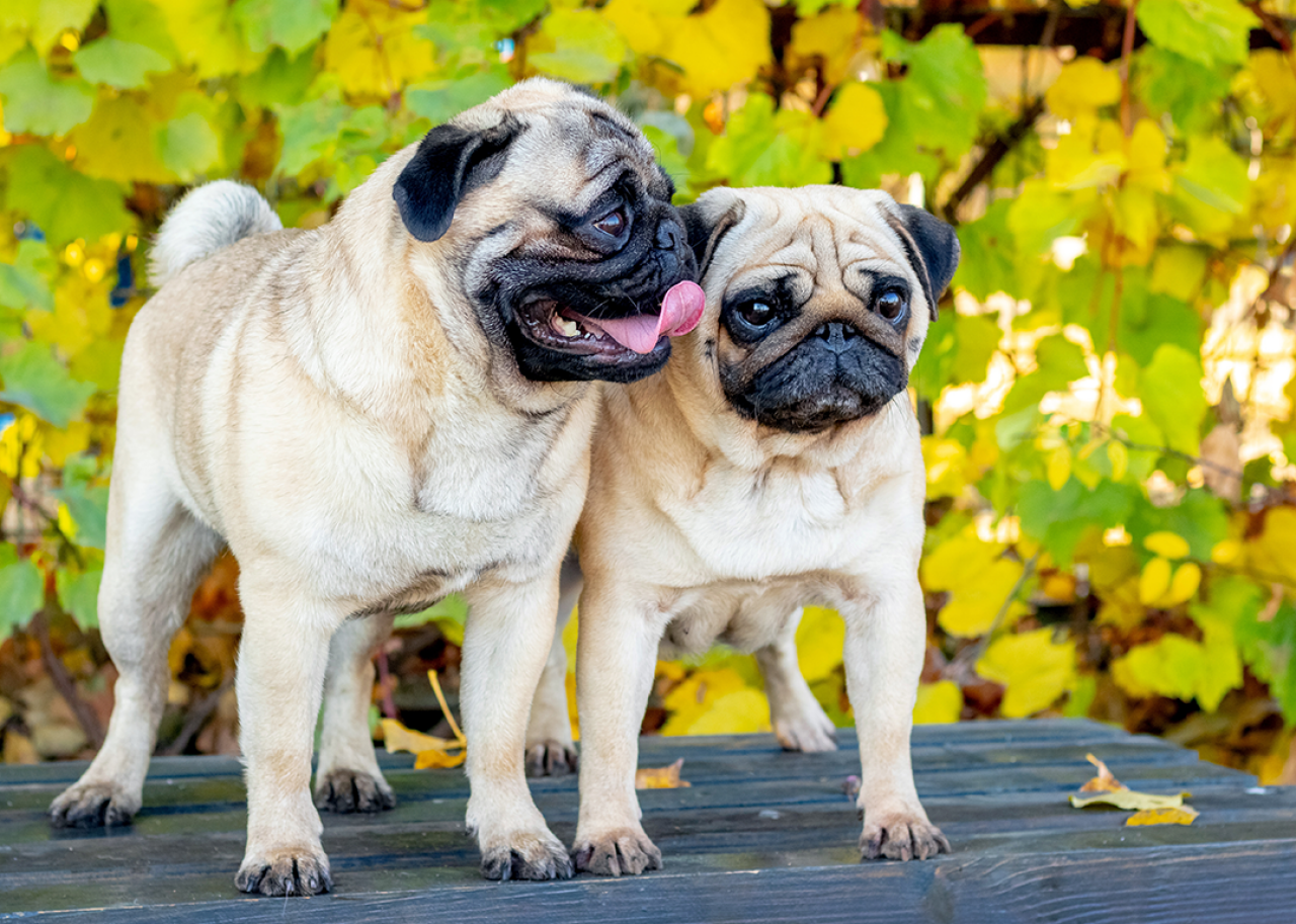 Two pug dogs on bench in park.