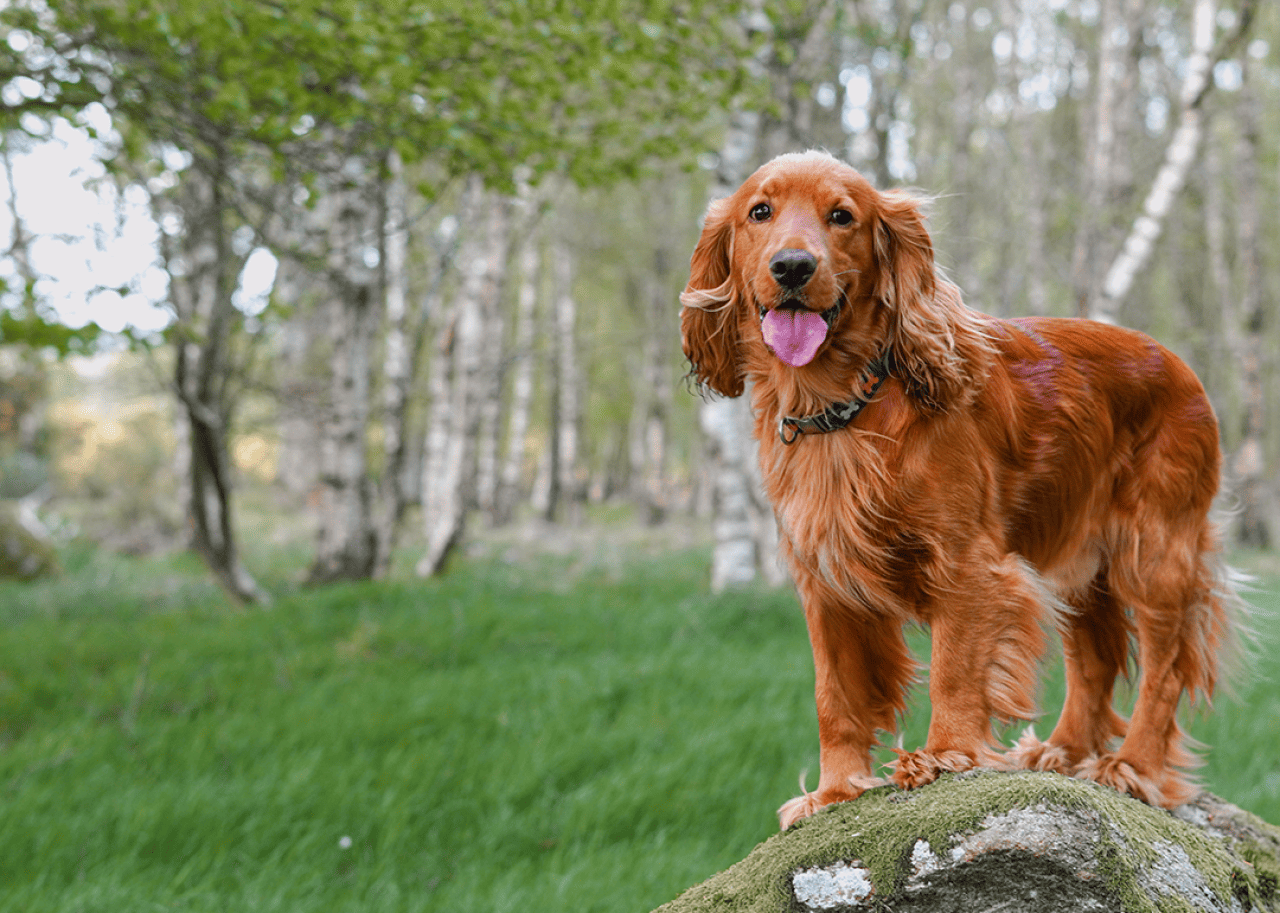 English cocker spaniel standing on rock in forest.