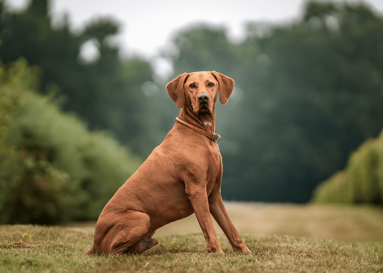 Vizsla dog in the grass field.