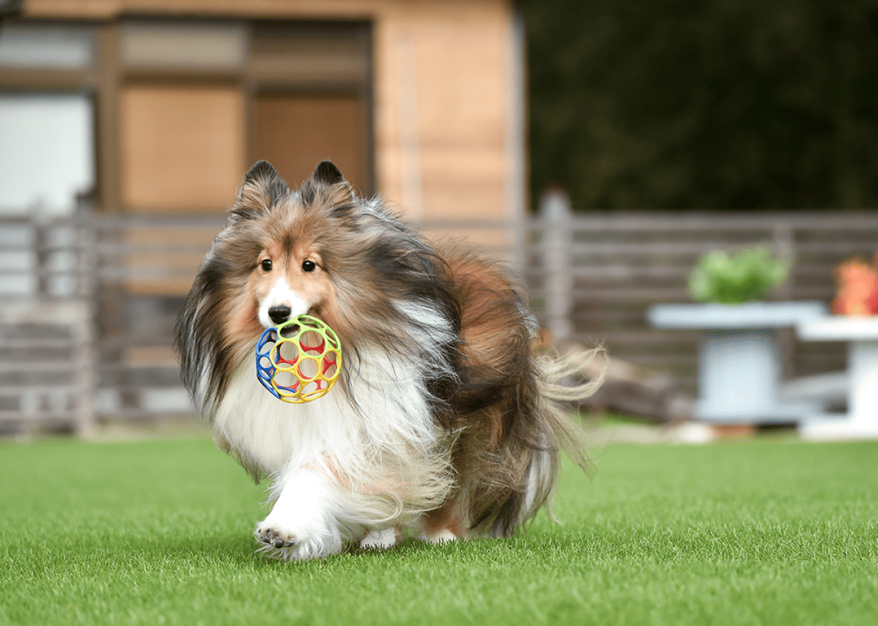 Shetland Sheepdog with ball on grass.