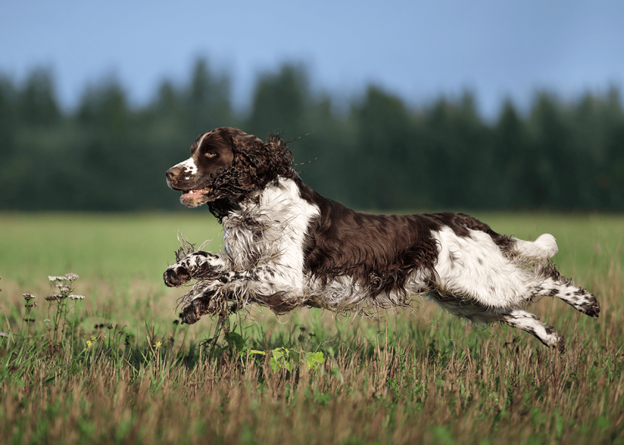 English Springer Spaniel running across field.