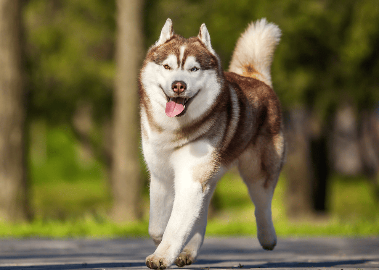 Red Siberin Husky walking on paved road.