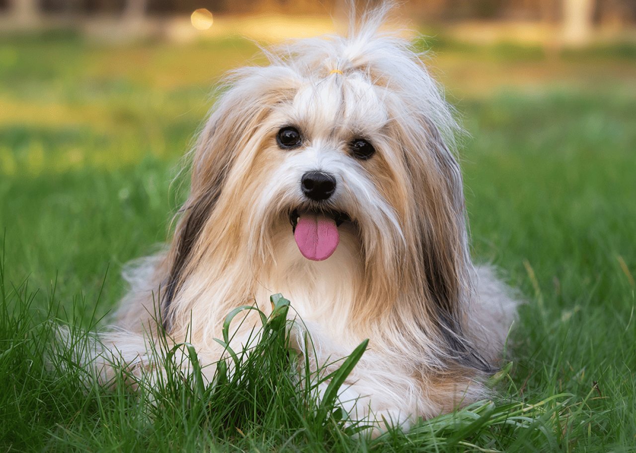 Havanese dog sitting on grass.