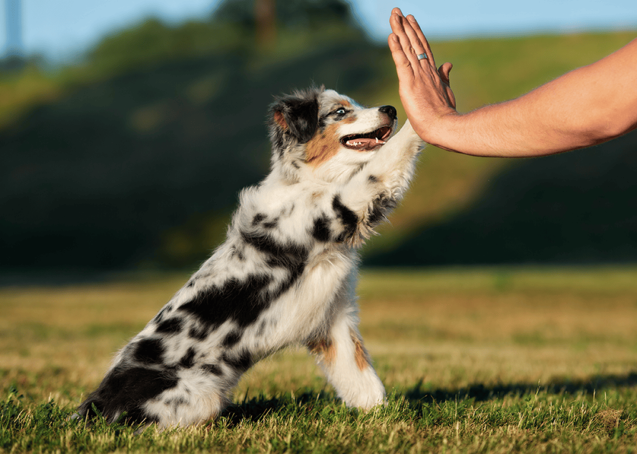 Miniature American Shepherds gives high five to owner.