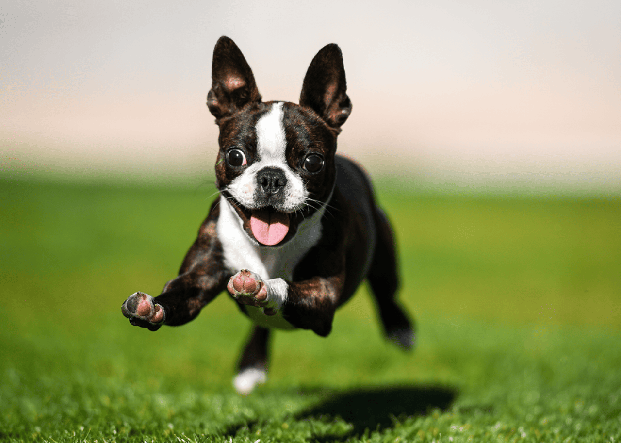 Boston terrier puppy running through the yard.