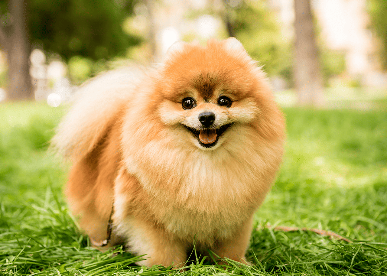 Portrait of cute pomeranian in the park.