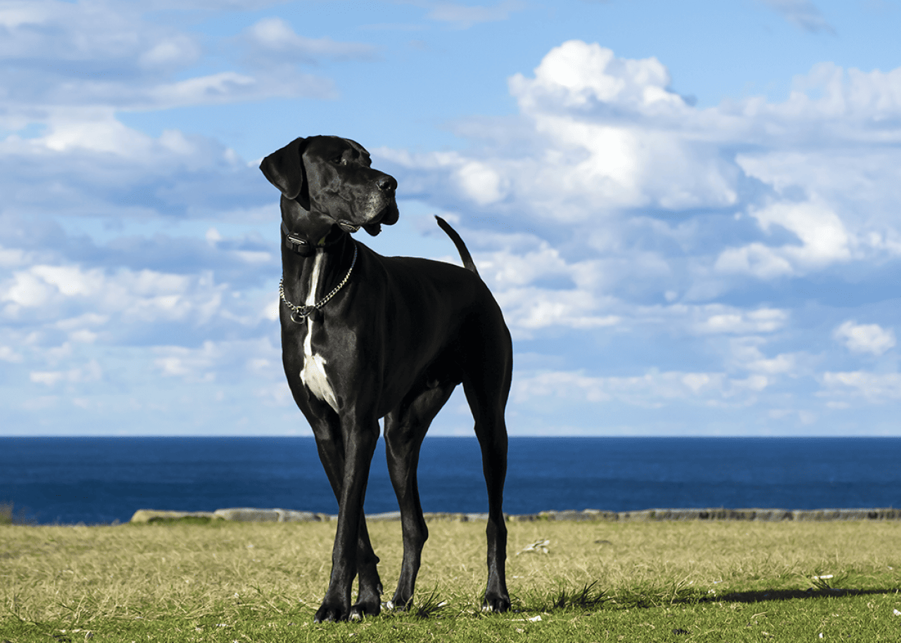 Great Dane by the sea.
