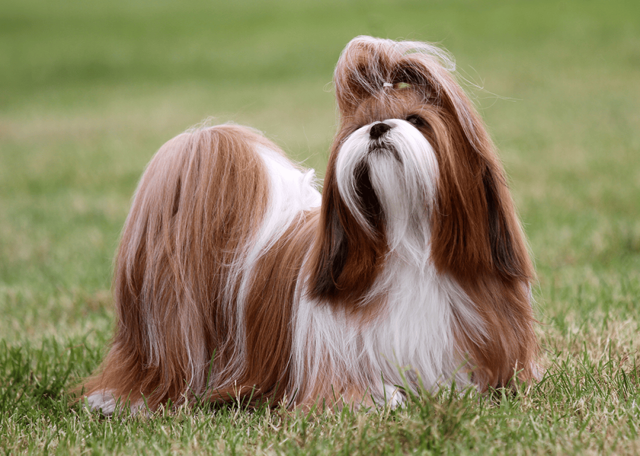 Red and white Shih Tzu dog standing in grass.