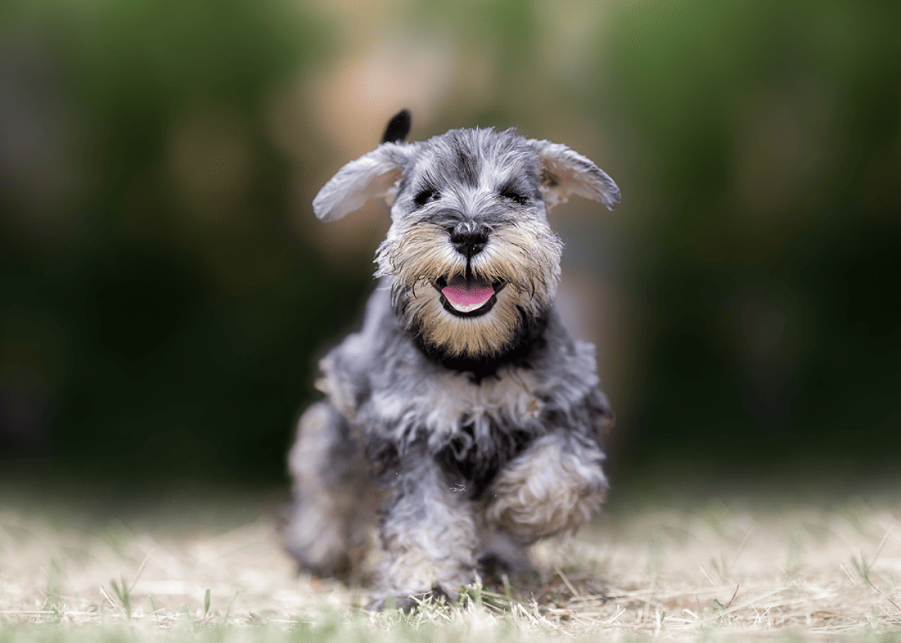 Miniature Schnauzer puppy running to camera.