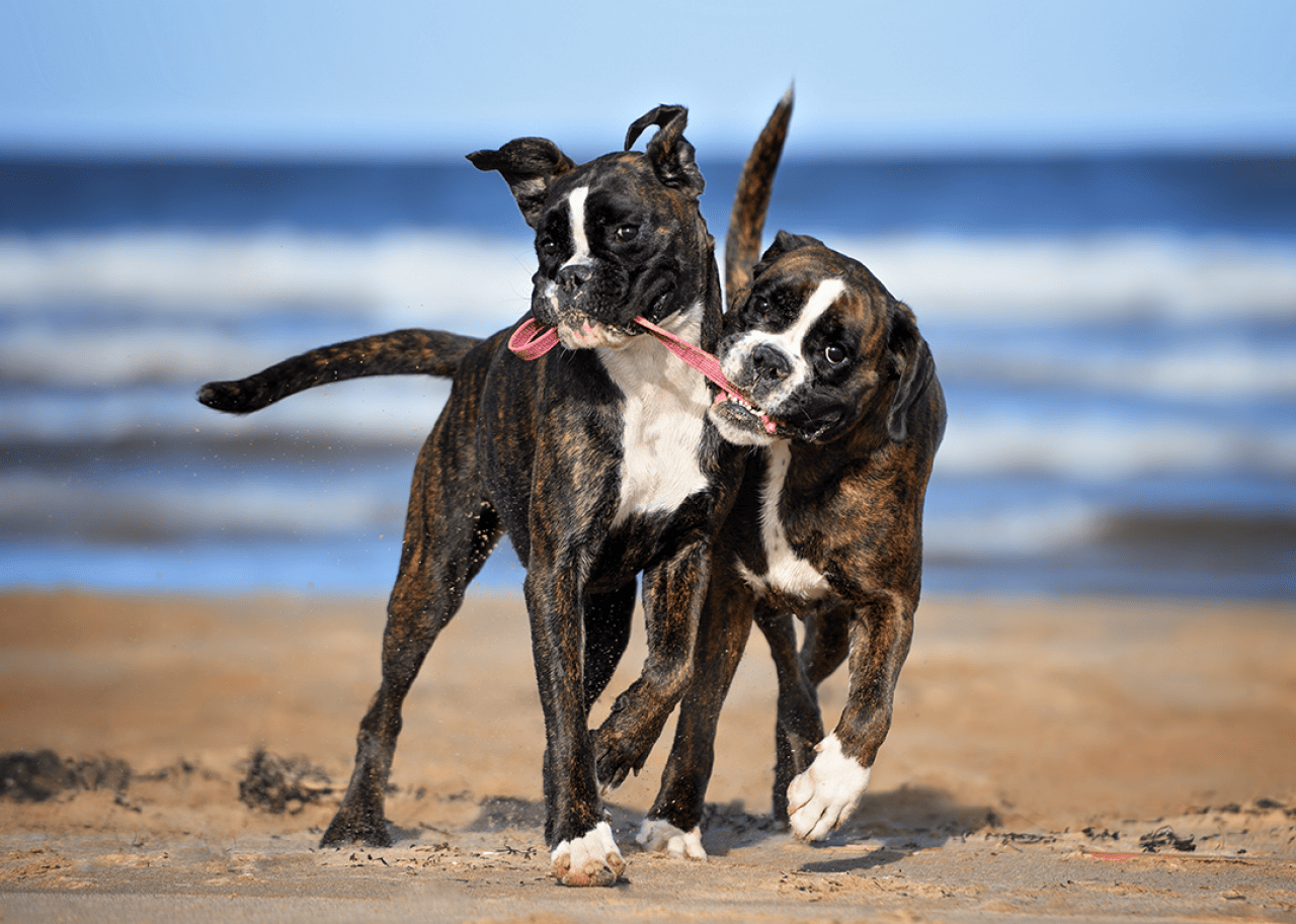 Two boxer dogs playing on beach.