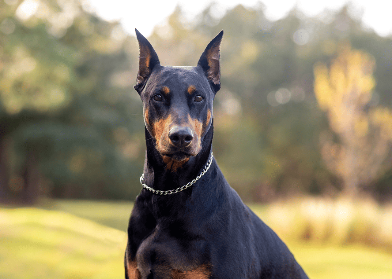 Portrait of a Doberman Pinscher sitting in park.