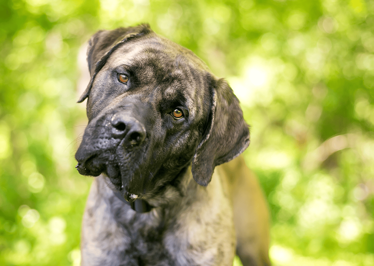 A brindle Cane Corso looking at the camera.
