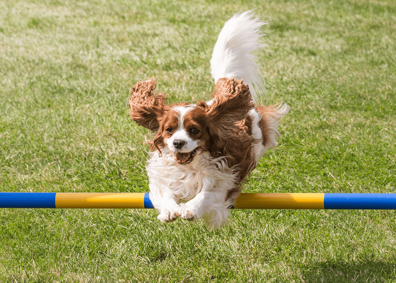 A Cavalier King Charles spaniel jumping over a bar.