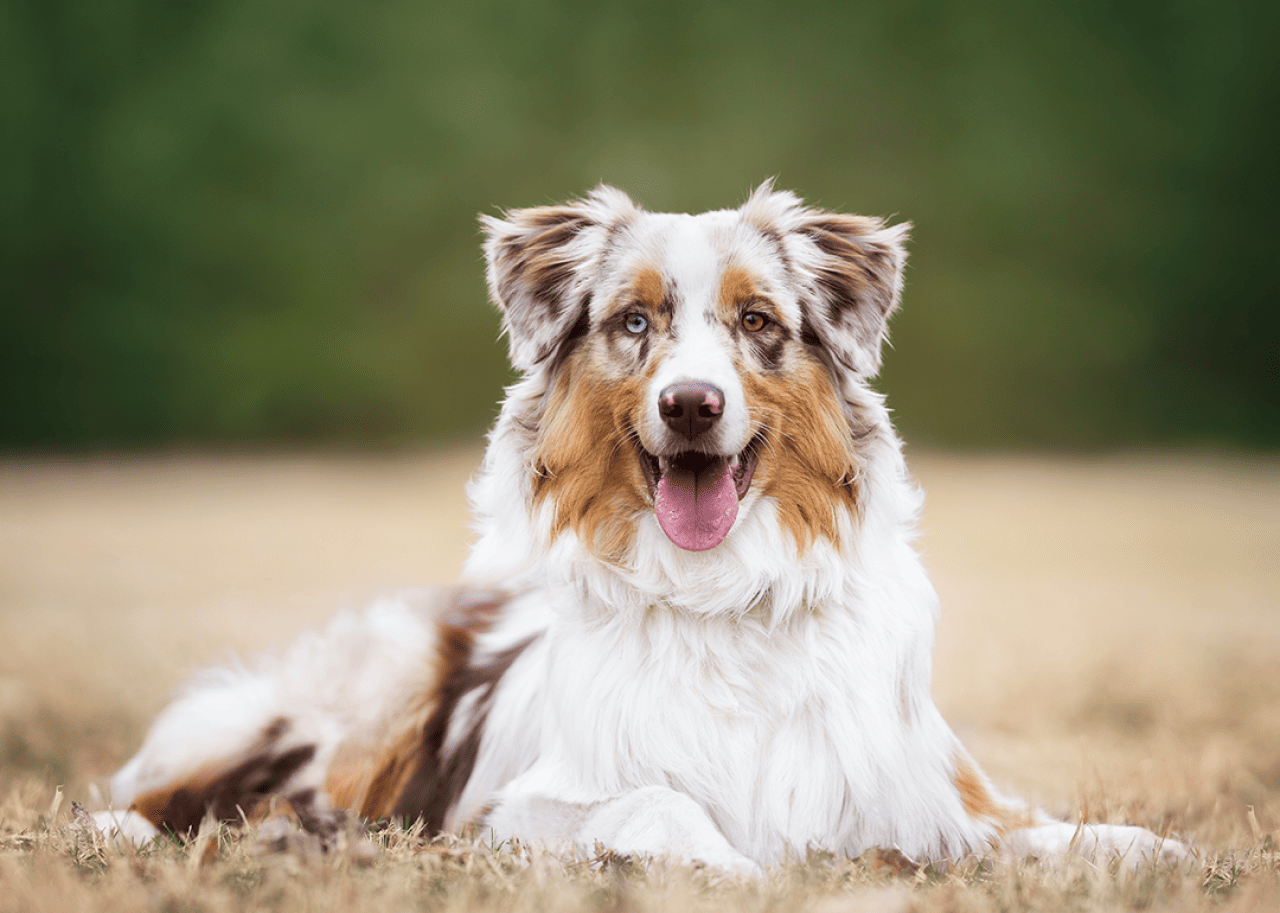 An Australian Shepherd sitting outside.