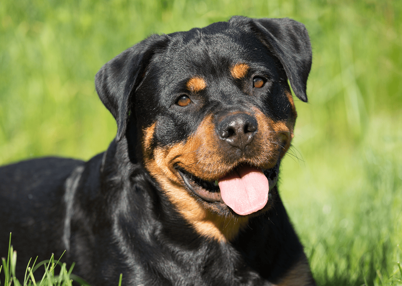 Portrait of Rottweiler sitting in grass.