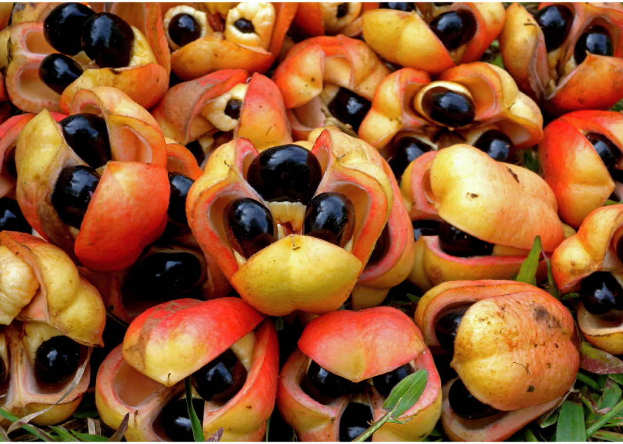 Close-up of ackee fruit in a pile.