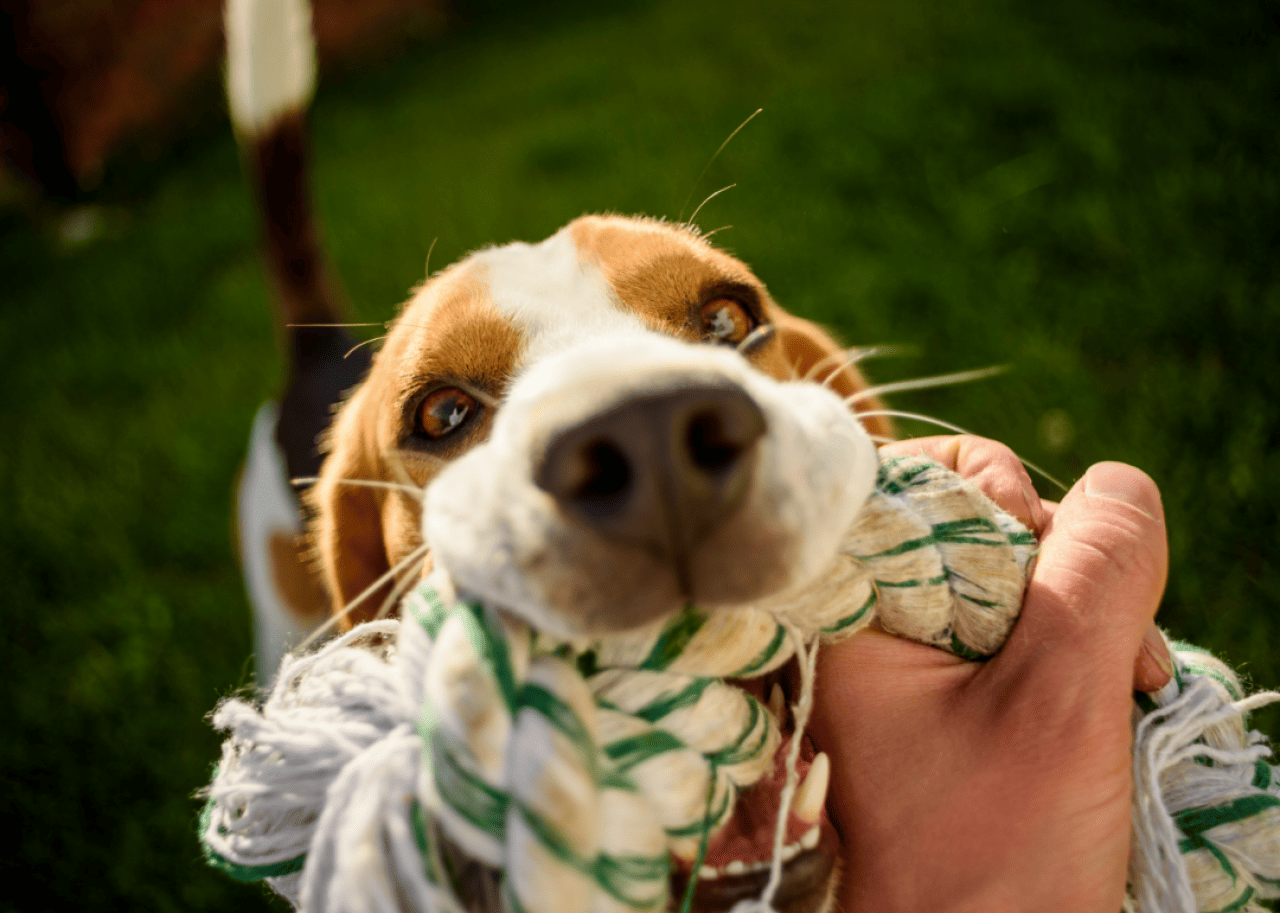 A beagle tugging on a rope toy in a person's hand.