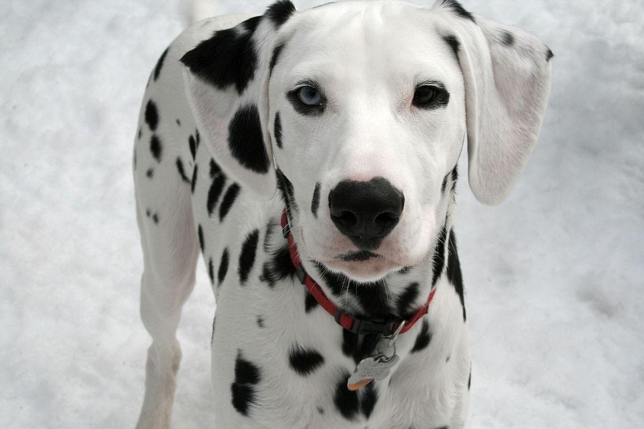 Dalmatian