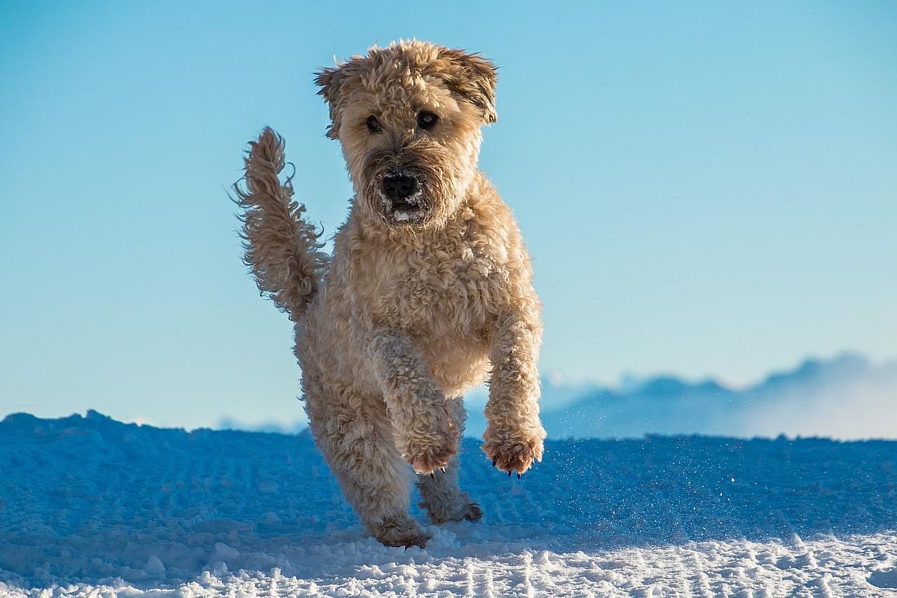 Woof ticket