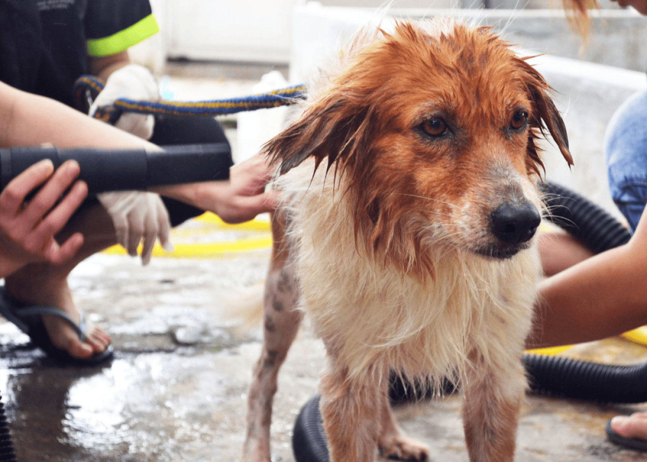 A medium sized rescued dog is being blow-dried by a person in an animal sanctuary.