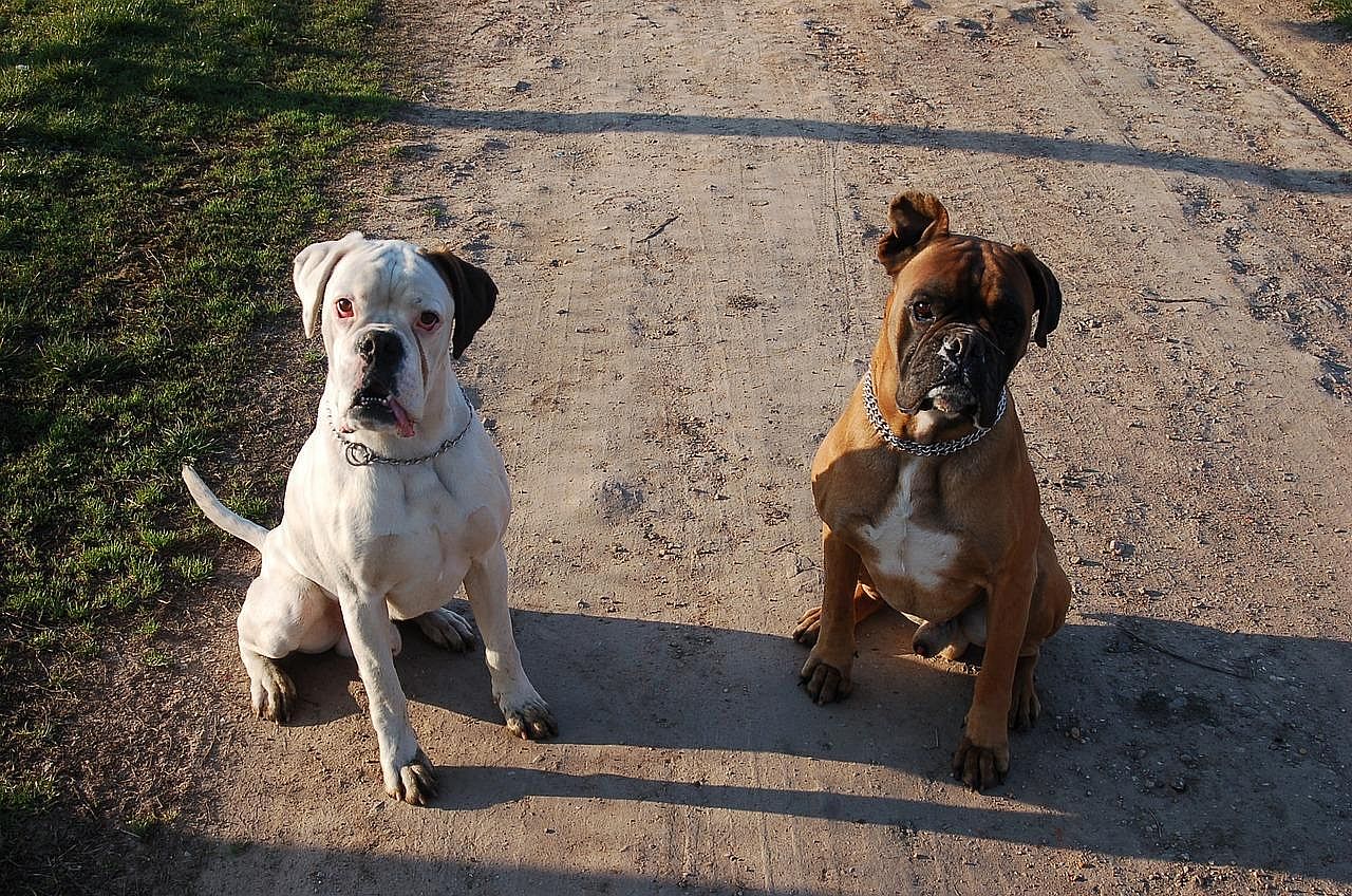 Boxers