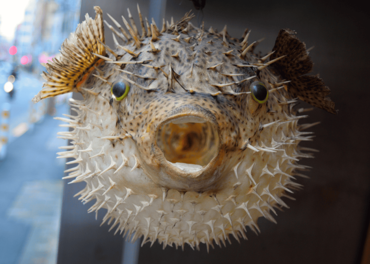 A Japanese pufferfish looking directly into the camera.