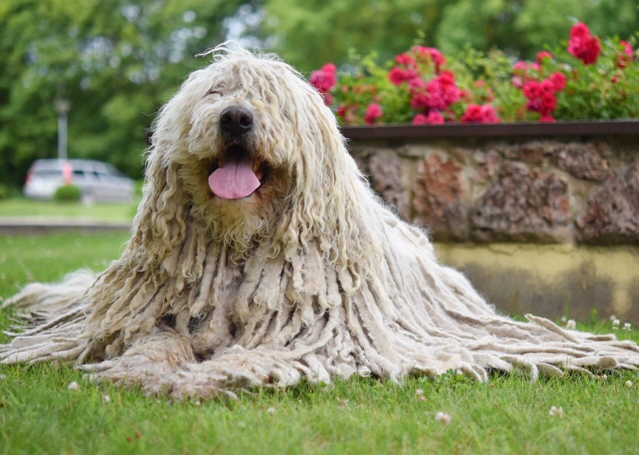 Komondor laying down in the park.