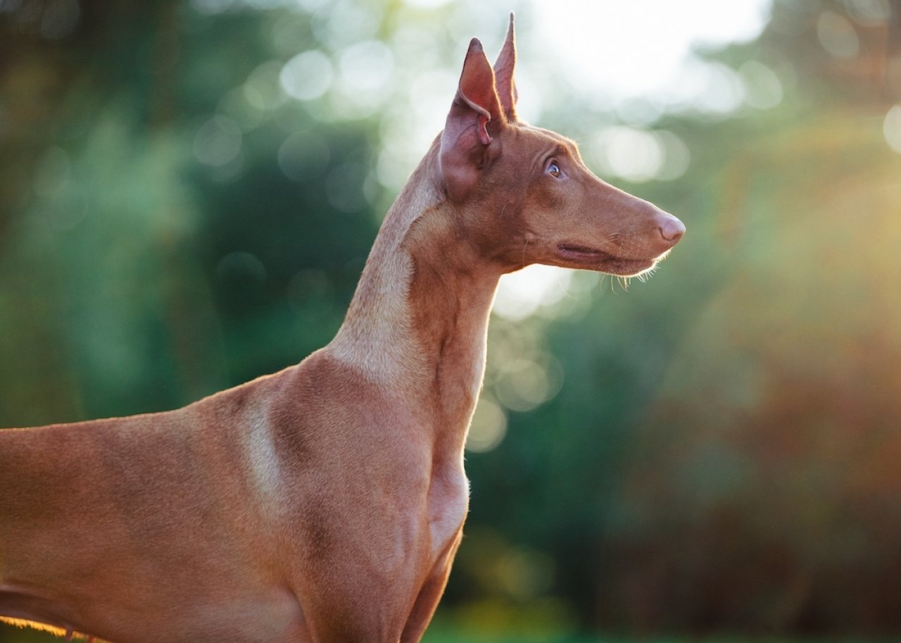 Profile portrait of a red pharoah hound in summer.