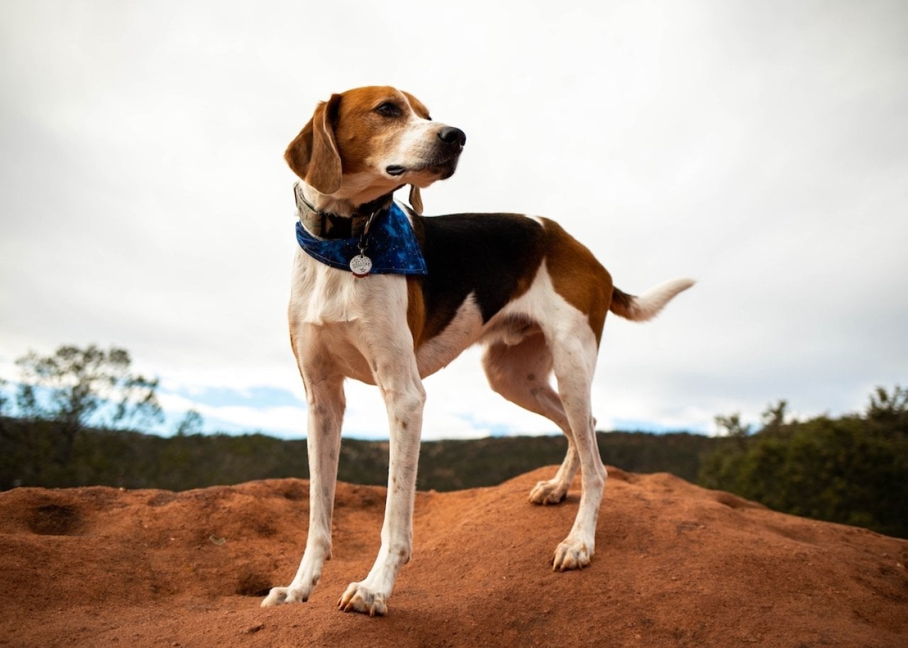 American Foxhound on standing on red clay soil.