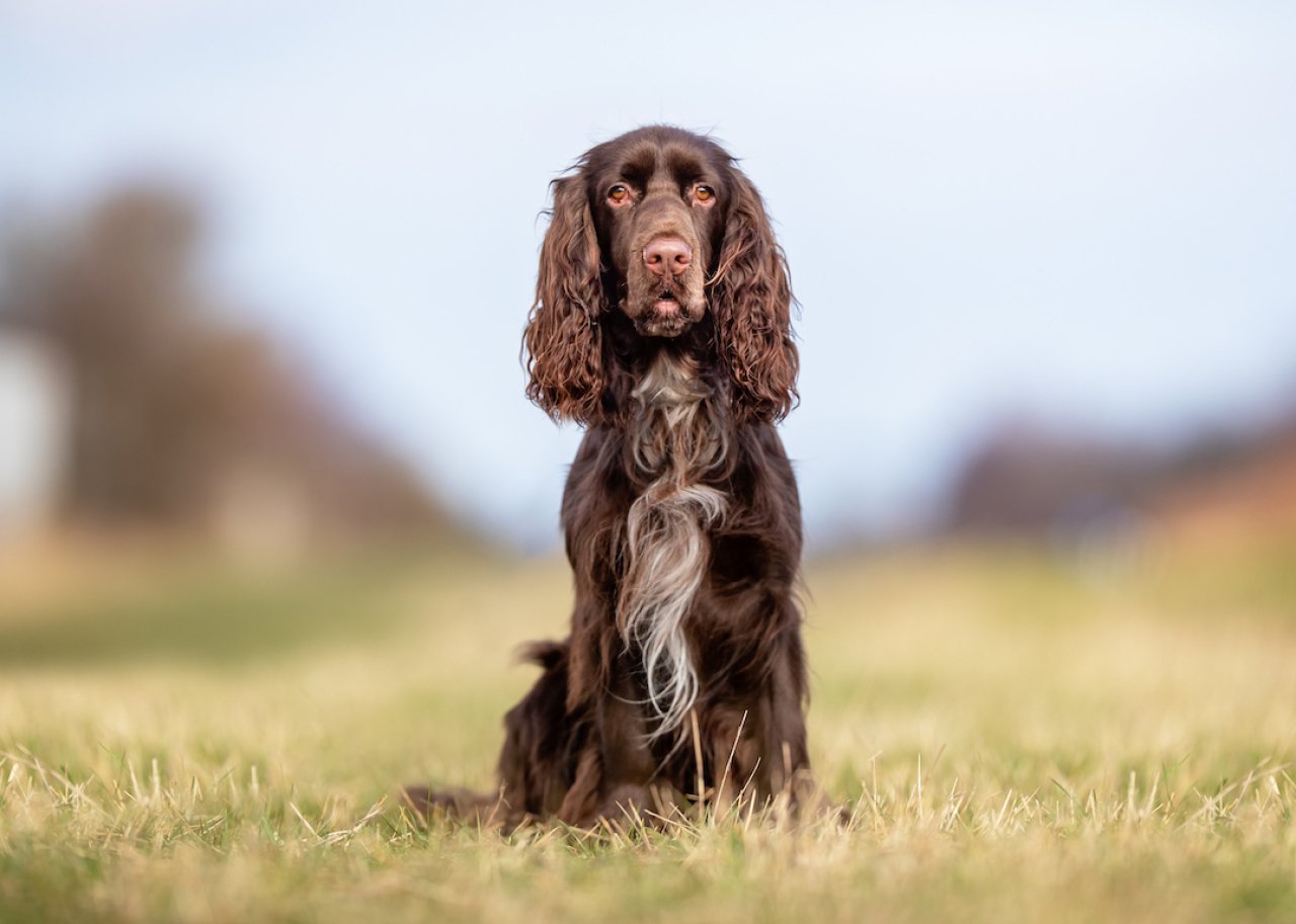 Field spaniel sitting on grass.